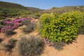 Wild flowers - South Africa Royalty Free Stock Photo