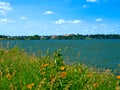 Wild flowers on the south shore of Lake Bemidji in Bemidji Minnesota