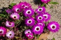 Wild Portulaca Splendour of south western Cape, south Africa Royalty Free Stock Photo