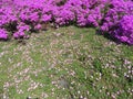 Wild Flowers in SouthAfrica Vygies Royalty Free Stock Photo