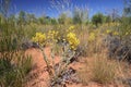 Wild flowers and Spinifex grass