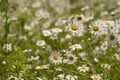 Wild flowers in sprigtime Royalty Free Stock Photo