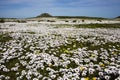 Wild Flowers of spring Royalty Free Stock Photo