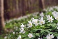 Wild flowers in the spring forest