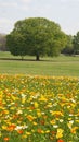 Wild flowers for Spring life in Open field