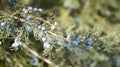 wild flowers in spring