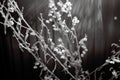 Wild flowers and stems of dry dead grass under the sun artistic image. Royalty Free Stock Photo