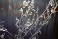 Wild flowers and stems of dry dead grass under the sun artistic image. Royalty Free Stock Photo