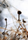 Wild flowers and stems of dry dead grass under the sun form dynamic composition on a snow. Royalty Free Stock Photo