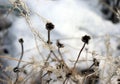 Wild flowers and stems of dry dead grass under the sun form dynamic composition on a snow. Royalty Free Stock Photo