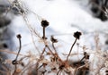 Wild flowers and stems of dry dead grass under the sun form dynamic composition on a snow. Royalty Free Stock Photo