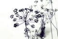 Wild flowers and stems of dry dill dead grass under the sun. Royalty Free Stock Photo