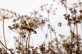 Wild flowers and stems of dry dill dead grass under the sun. Royalty Free Stock Photo