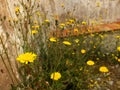 Wild flowers stone wall closeup