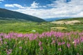 Wild Flowers Summer Mountain Landscape Royalty Free Stock Photo