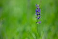 Wild flowers in summer sunny day. Green background. Summer mood. Copy space