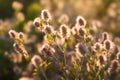 Wild flowers in sun meadow. Morning field background . Royalty Free Stock Photo