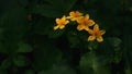 Wild flowers in the sunlight. Dark forest with a beam of light o