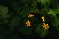 Wild flowers in the sunlight. Dark forest with a beam of light o