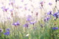 Wild flowers on sunny blue sky, spring meadow