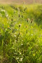 Wild flowers at sunset