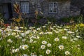 Wild flowers at Tintagel Old Post Office in Cornwall, UK