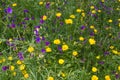 Wild flowers in the trail in Santiago do Cacem