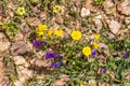 Wild flowers in the trail in Santiago do Cacem