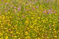 Wild flowers in the trail in Santiago do Cacem