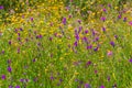 Wild flowers in the trail in Santiago do Cacem