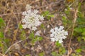 Wild flowers in the trail in Santiago do Cacem