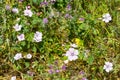 Wild flowers in the trail in Santiago do Cacem