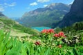 Wild flowers on the trail to Grinnell Glacier and lake in Glacier National Park Royalty Free Stock Photo