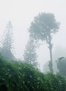 Wild flowers and trees with beautiful mist in the kodaikanal tour place.