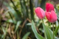 Wild flowers, tulips, clorful and with details Royalty Free Stock Photo