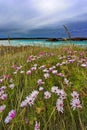 Wild flowers at Twilight Cove in Western Australia