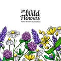 Wild flowers vector drawing set. Isolated meadow plants and leaves. Herbal artistic Royalty Free Stock Photo