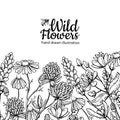 Wild flowers vector drawing set. Isolated meadow plants and leaves Royalty Free Stock Photo