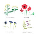 Wild flowers vector illustration set. collection of meadow plant and flowers. Royalty Free Stock Photo