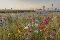 Wild flowers in vibrant colors