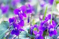 Wild flowers violets spring morning Royalty Free Stock Photo