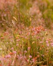 wild flowers warm colour