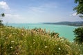 Wild flowers wild wheat field over lake Balaton hungary on the hill Royalty Free Stock Photo