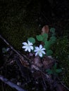 Wild Flowers