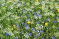 Wild flowers. White, blue and yellow. Royalty Free Stock Photo