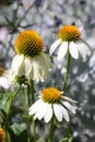 Wild flowers with white petals and yellow center in bloom Royalty Free Stock Photo