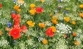 Wild flowers. White, red and yellow. Royalty Free Stock Photo