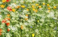 Wild flowers white and yellow. Royalty Free Stock Photo