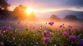 wild flowers on wild field at morning drops of dew and sun beam light summer landscape Royalty Free Stock Photo