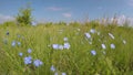 Wild flowers in the wind Asian Flax Linum austriacum